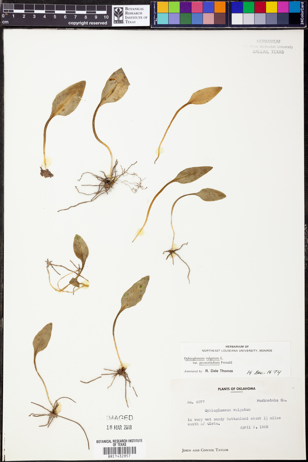 Ophioglossum image
