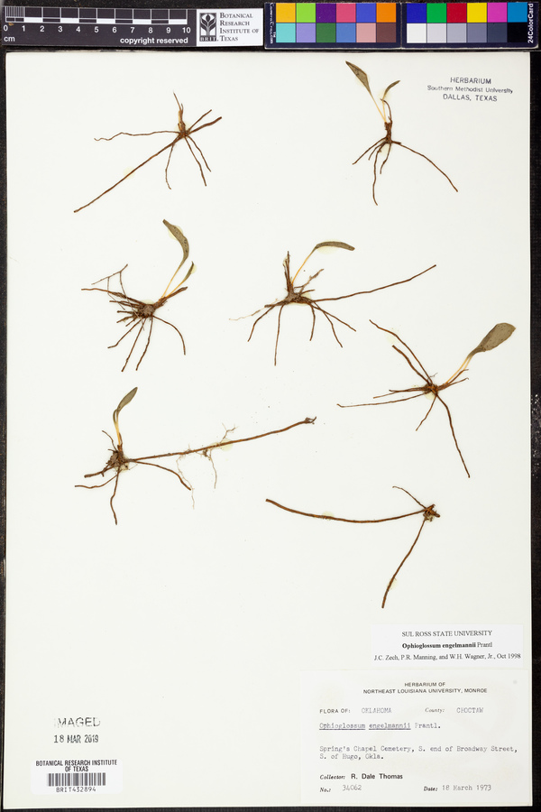 Ophioglossum engelmannii image