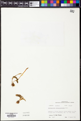 Ophioglossum crotalophoroides image