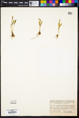 Ophioglossum lusitanicum image