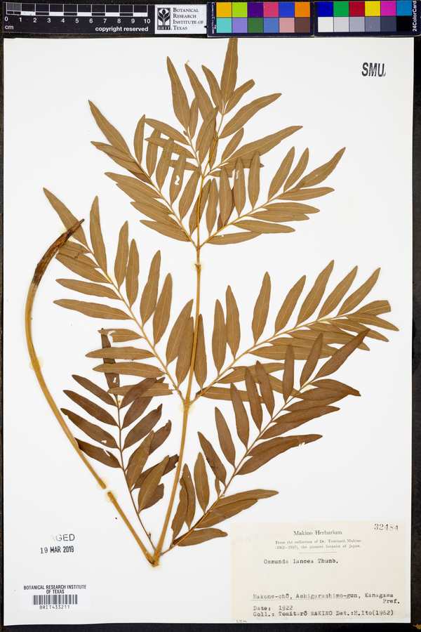 Osmunda image