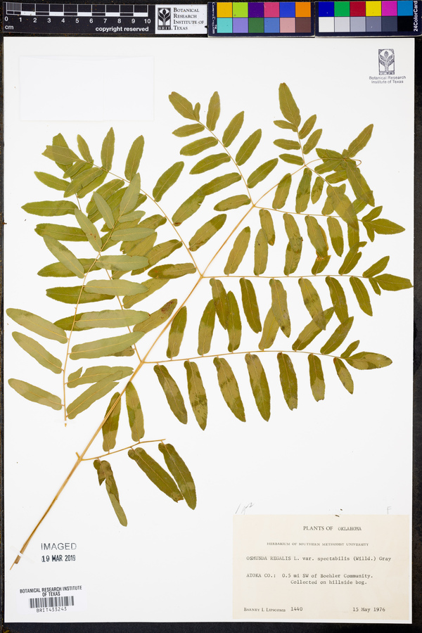 Osmunda regalis var. spectabilis image