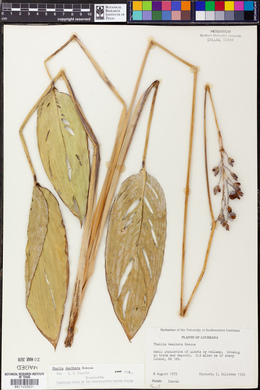 Thalia dealbata image