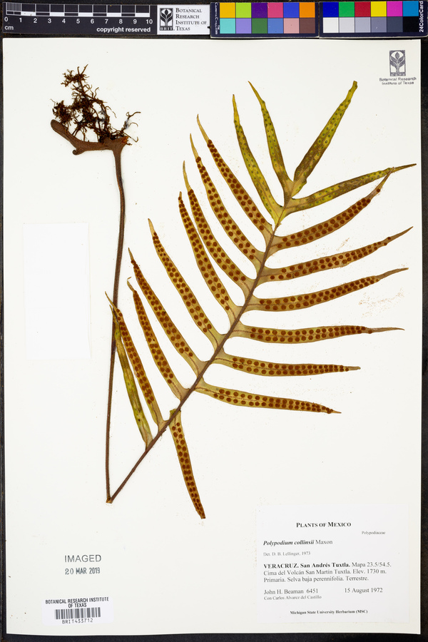 Polypodium collinsii image