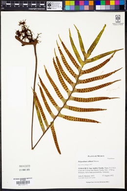 Pleopeltis collinsii image