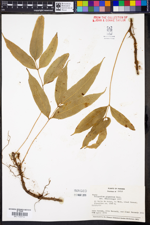 Polypodium giganteum image