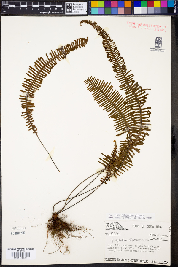 Polypodium plumula image