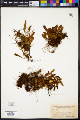 Polypodium polylepis image