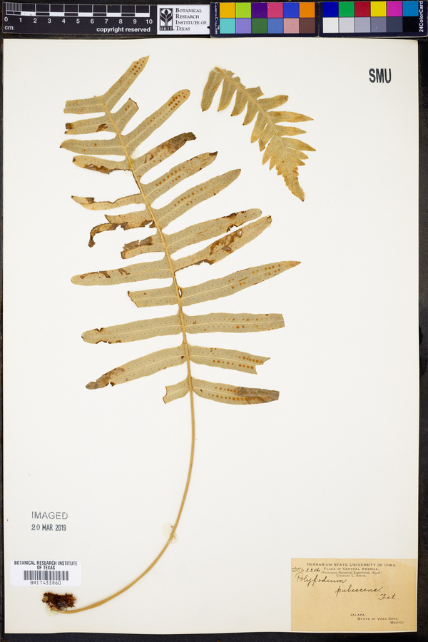 Polypodium pubescens image