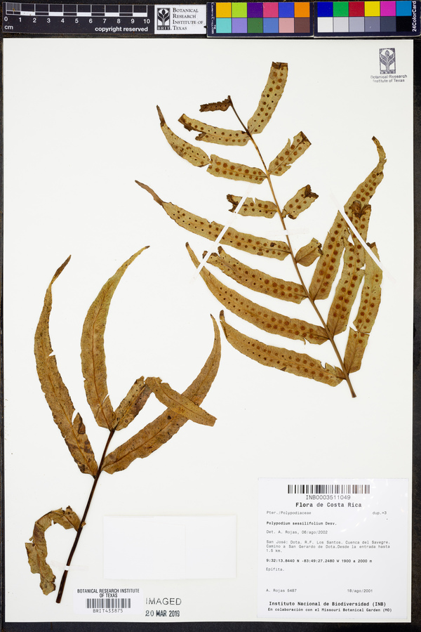 Polypodium sessilifolium image