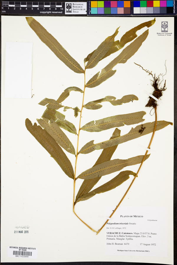 Polypodium triseriale image