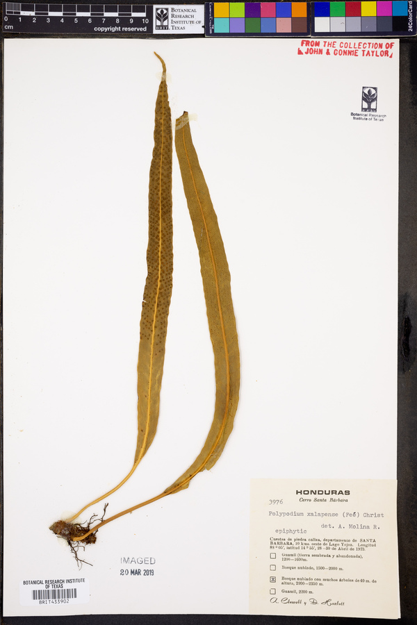 Polypodium xalapense image