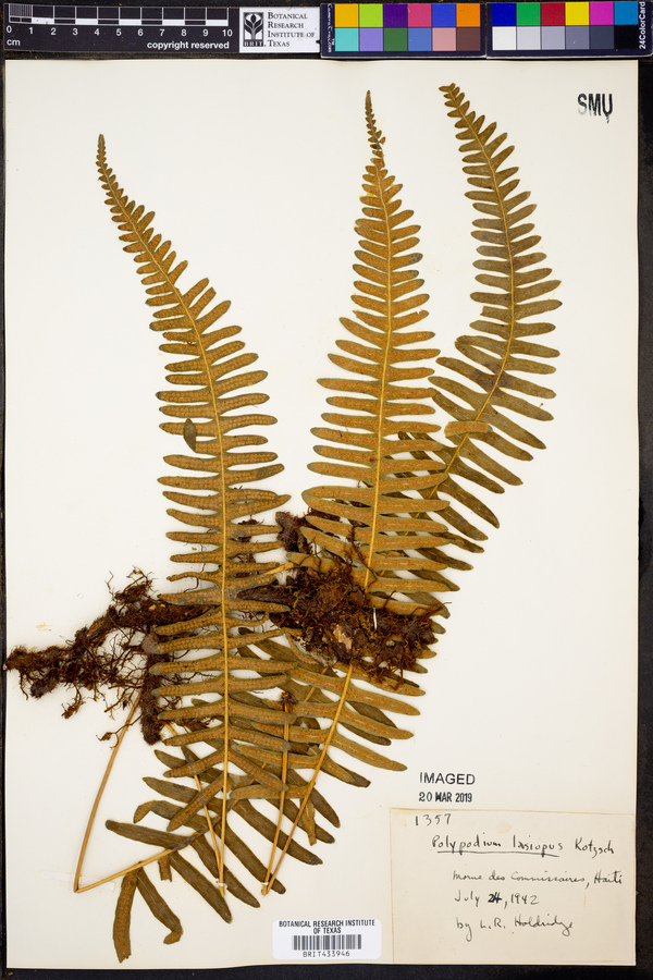 Serpocaulon lasiopus image