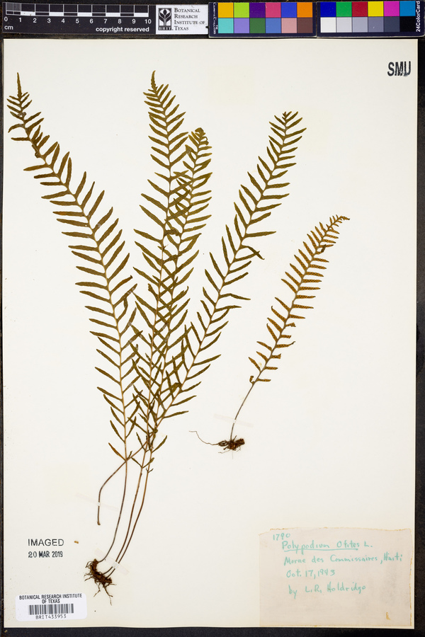 Polypodium otites image