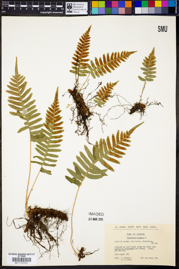 Polypodium vulgare image