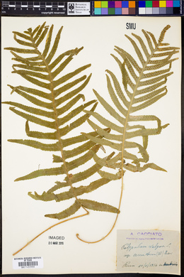 Polypodium vulgare image