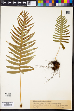 Polypodium vulgare subsp. vulgare image