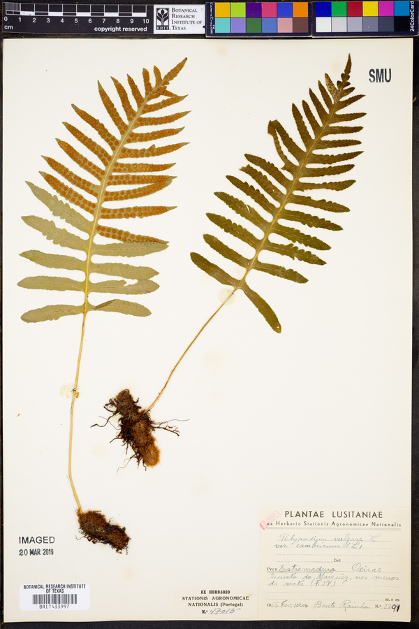 Polypodium vulgare var. cambricum image