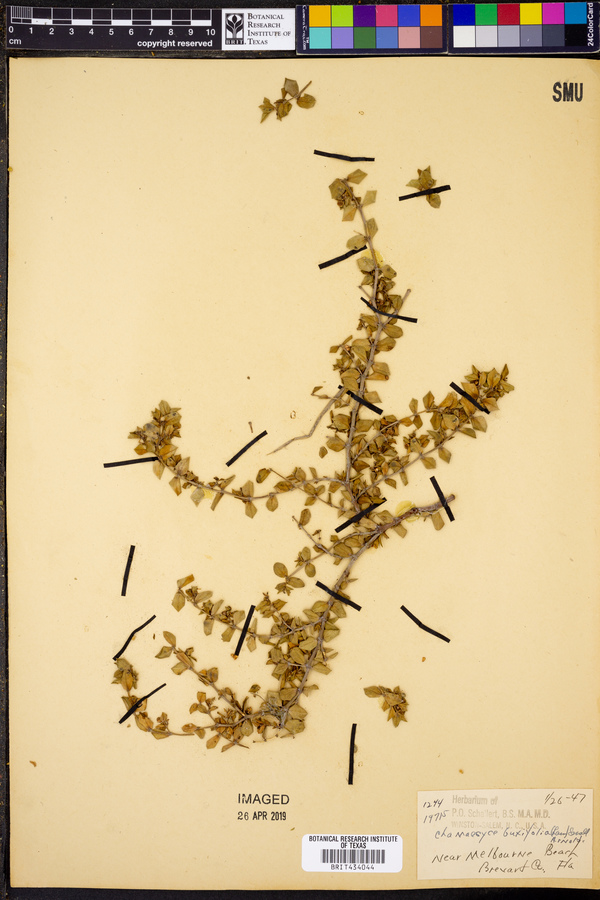 Chamaesyce buxifolia image