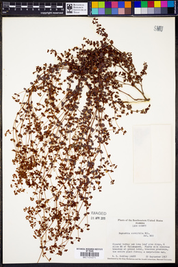 Euphorbia cordifolia image