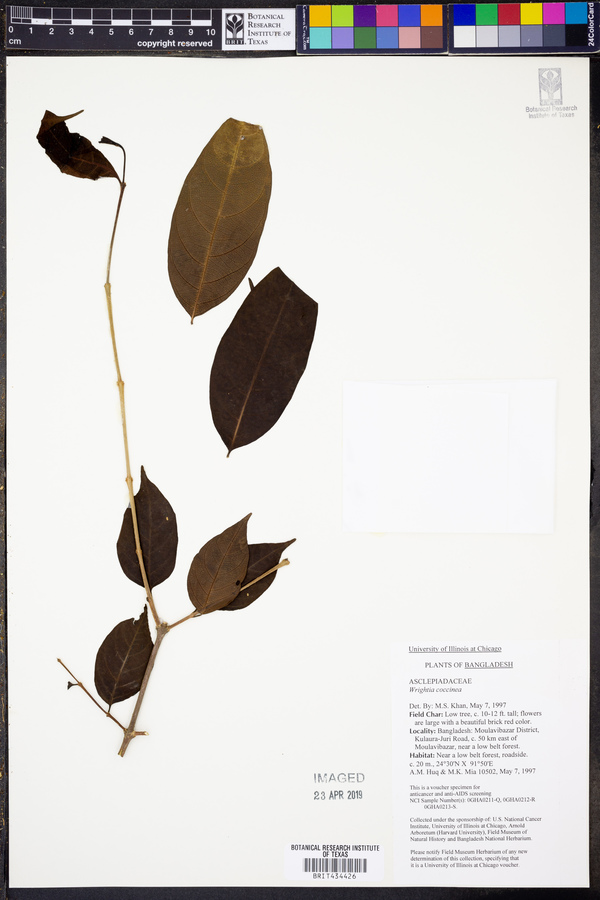 Wrightia coccinea image