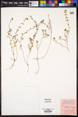 Euphorbia polygonifolia image