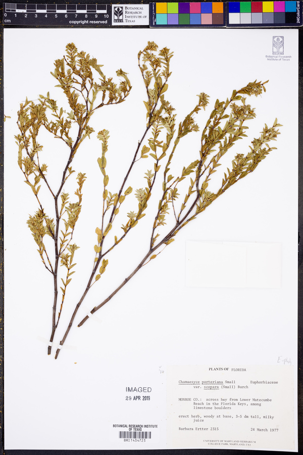 Chamaesyce porteriana var. scoparia image