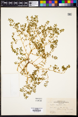 Euphorbia serpillifolia image