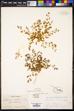 Euphorbia setiloba image