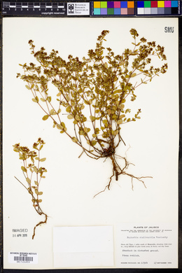 Euphorbia chalicophila image
