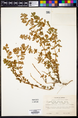 Euphorbia dioica image