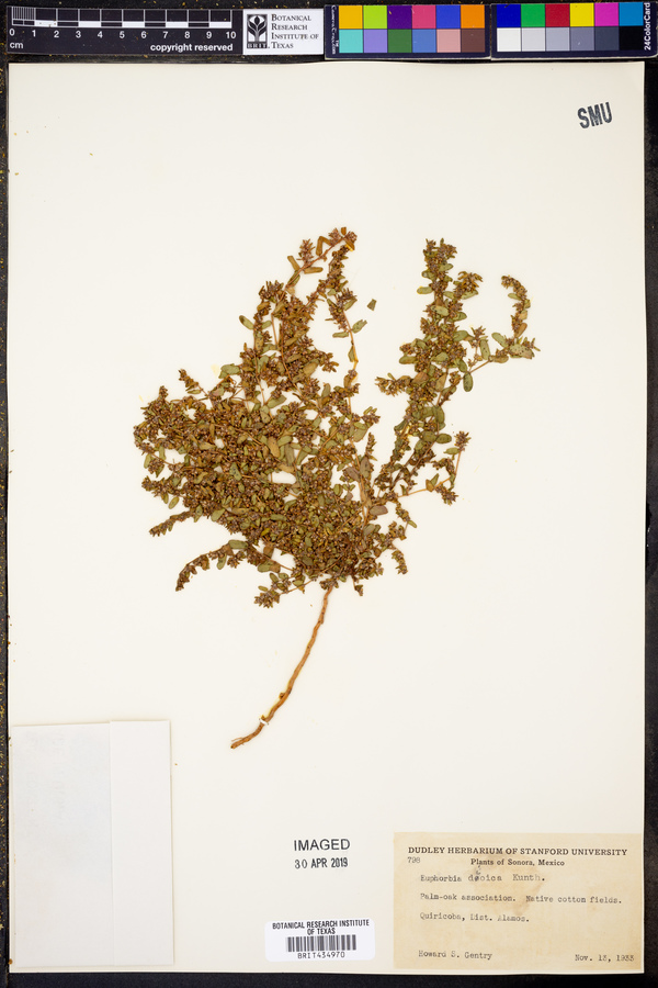 Euphorbia dioica image