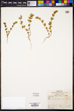 Euphorbia velleriflora image