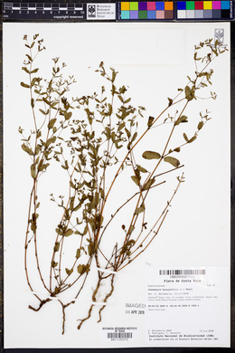 Chamaesyce hyssopifolia image