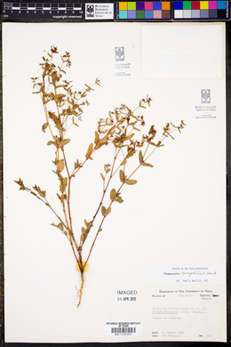 Chamaesyce hyssopifolia image