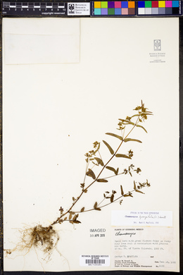 Chamaesyce hyssopifolia image