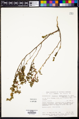 Chamaesyce hyssopifolia image