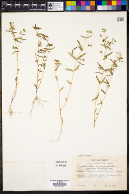 Chamaesyce hyssopifolia image