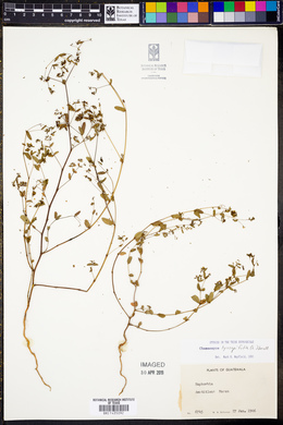 Chamaesyce hyssopifolia image