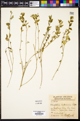 Chiropetalum berteroanum image