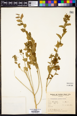 Chiropetalum griseum image