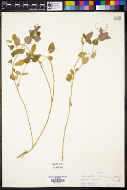 Chiropetalum schiedeanum image