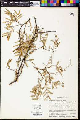 Euphorbia articulata image