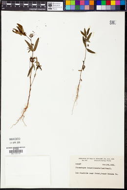 Chamaesyce hyssopifolia image