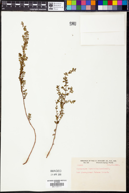 Chamaesyce buxifolia image