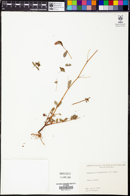 Chamaesyce hyssopifolia image