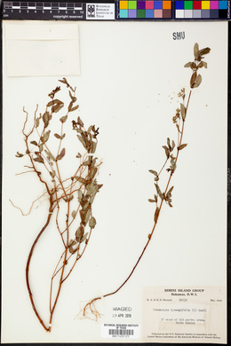 Chamaesyce hyssopifolia image