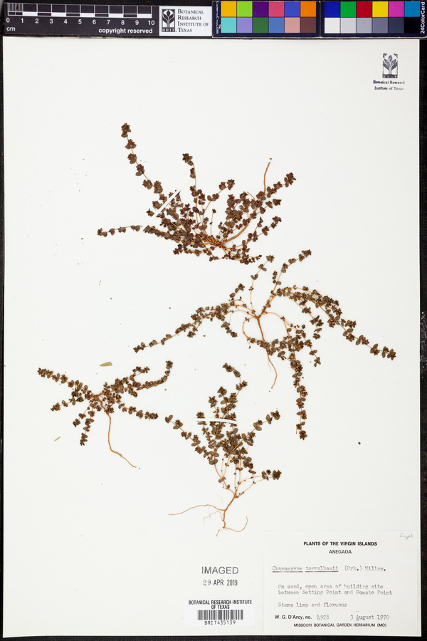 Chamaesyce torralbasii image