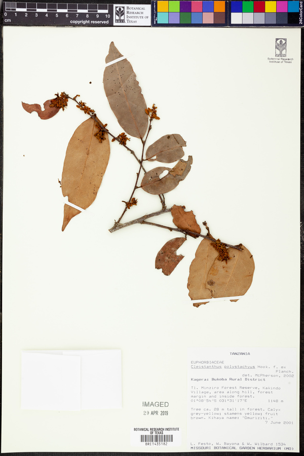 Cleistanthus polystachyus image