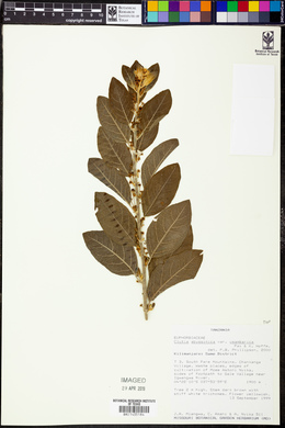 Clutia abyssinica var. usambarica image